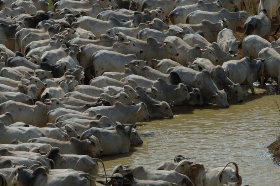 Água de açude é a grande porta de entrada de doenças para o gado