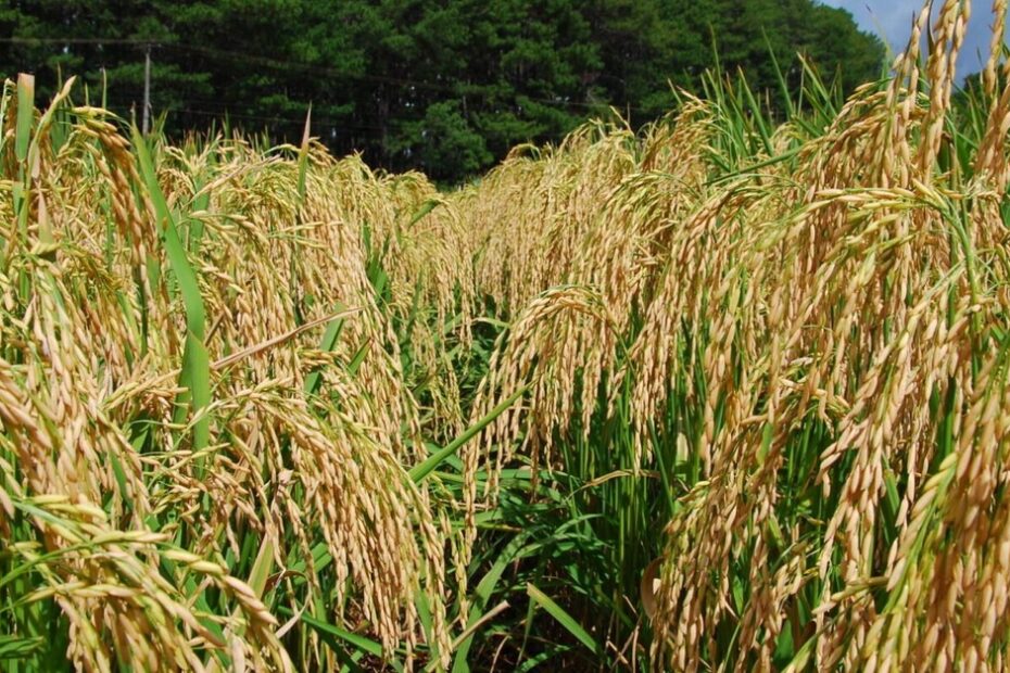 Destaque Rural - Colheita de arroz alcança 36% no Estado