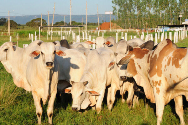 Estado apresenta potencial genético do rebanho bovino e equídeo na Agrotins 2024