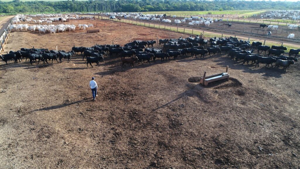 Confinamento lidera ranking com a menor taxa de mortalidade do Brasil — CompreRural