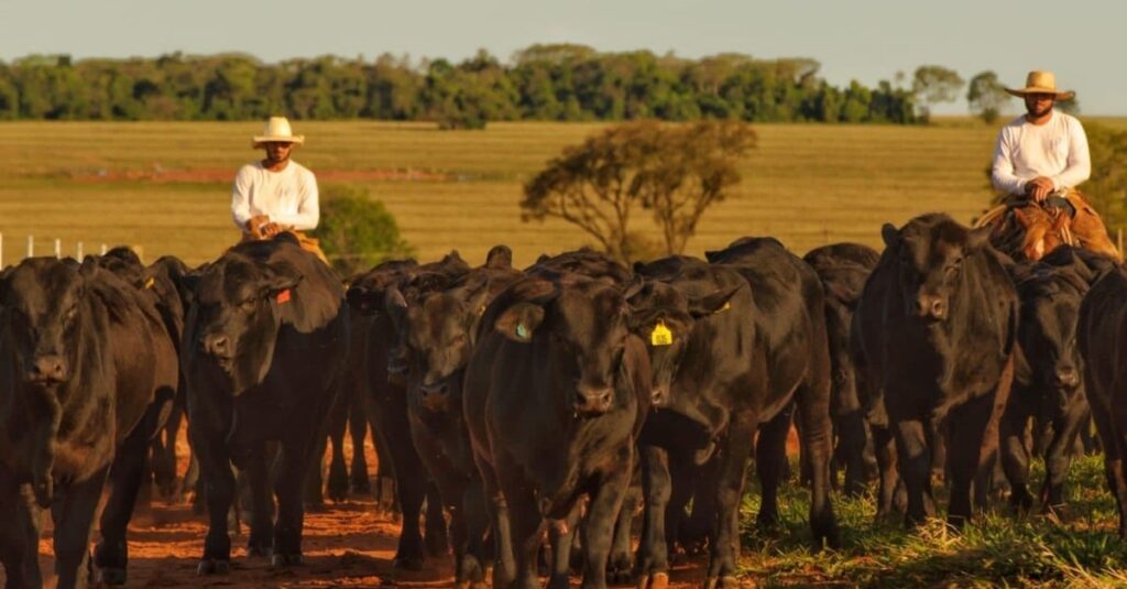 Brangus: especialista detalha as vantagens da raça para a região Norte. Confira