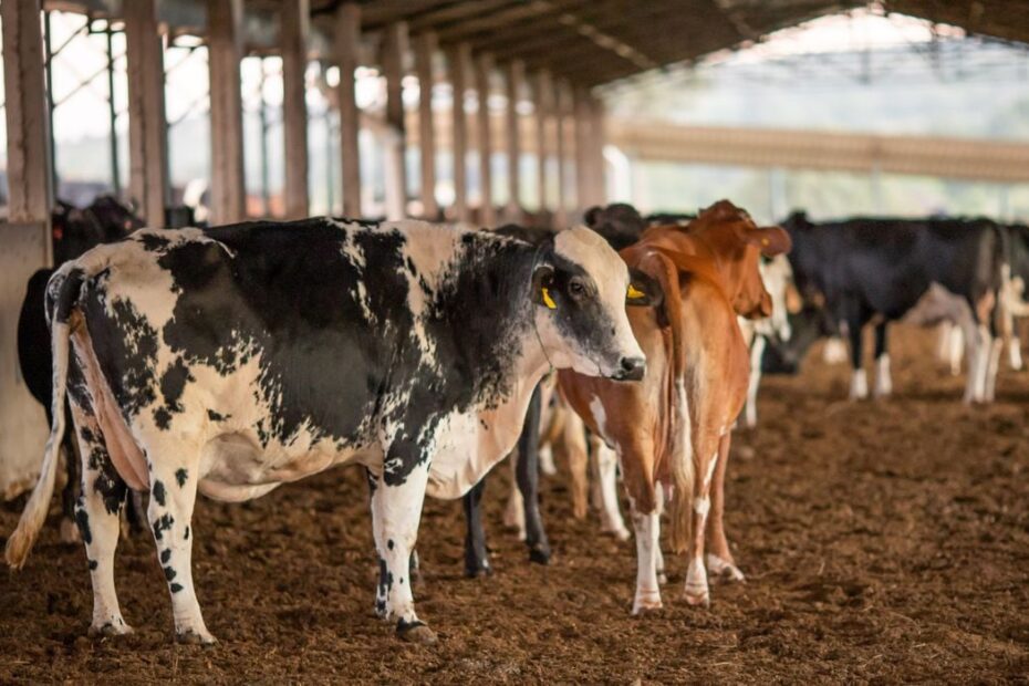 Embrapa lança programa de biosseguridade para propriedades leiteiras