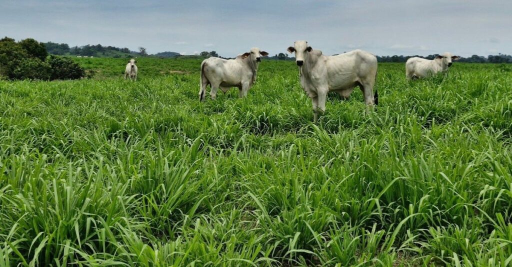 Capim ideal: acerte em cheio a escolha com base na fertilidade de solo da fazenda