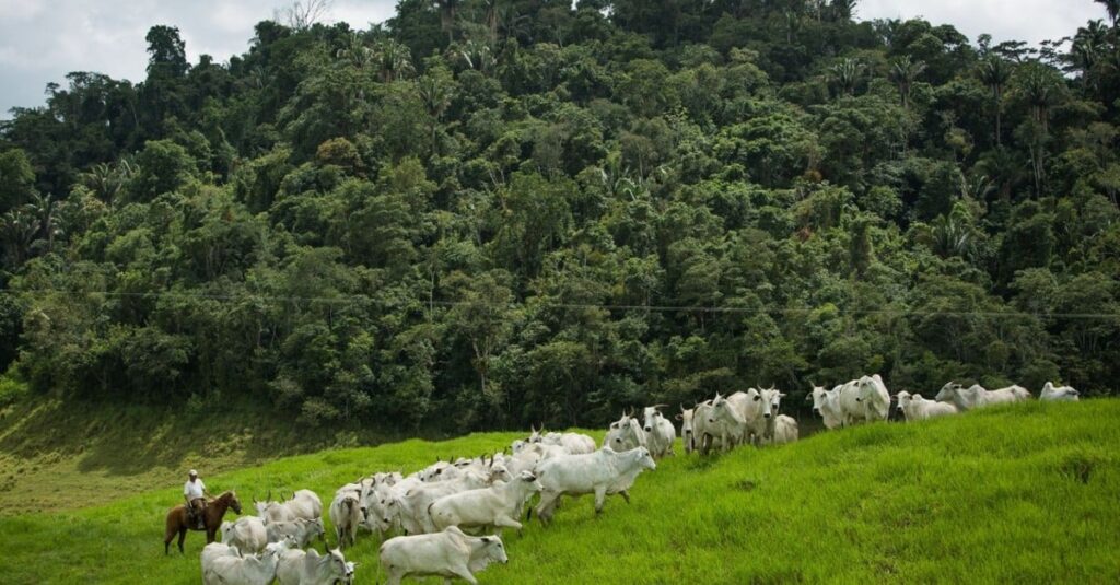 Braquiária em áreas de morro e com pedras? Confira as recomendações de especialista