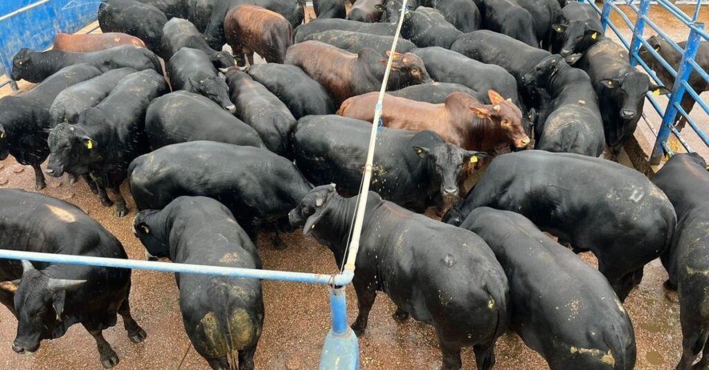 Garrotada Angus “zero dentes” com quase 25@ é destaque em frigorífico de MT