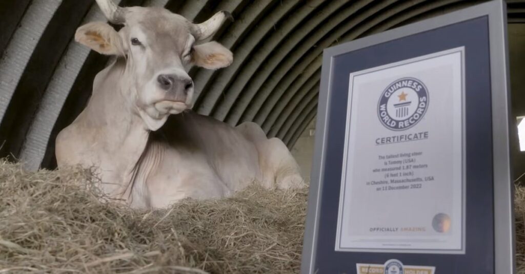 Maior boi do mundo entra para o Guinness com quase 2 metros