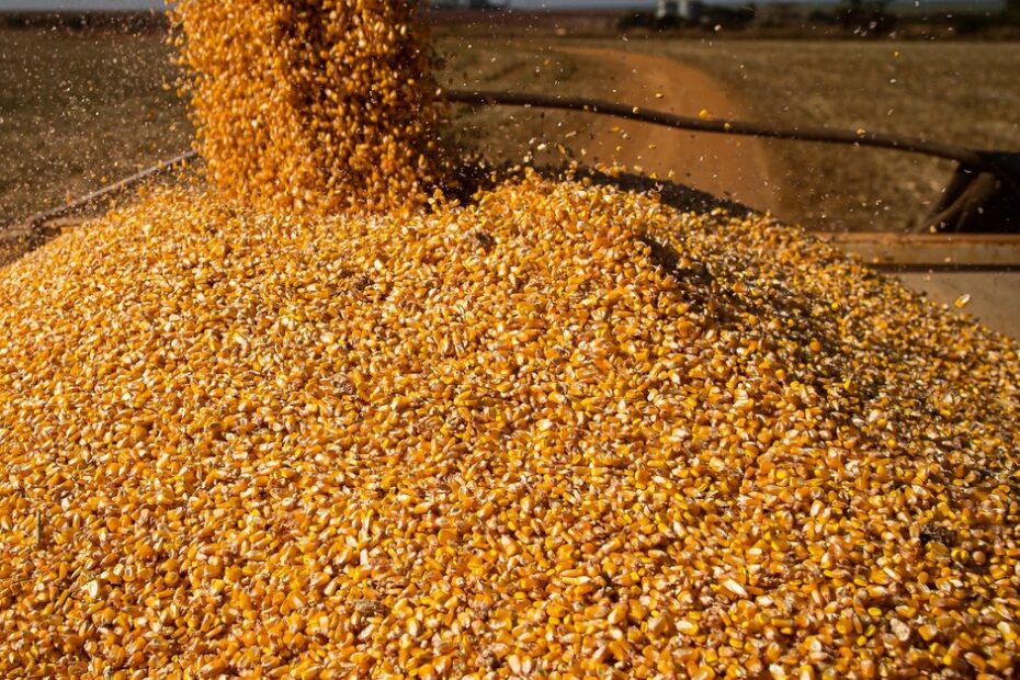 Preços do milho seguem em queda e fecham abaixo dos R$60/sc