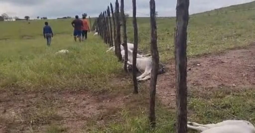 raio mata vacas e bezerros em zona rural da Paraíba