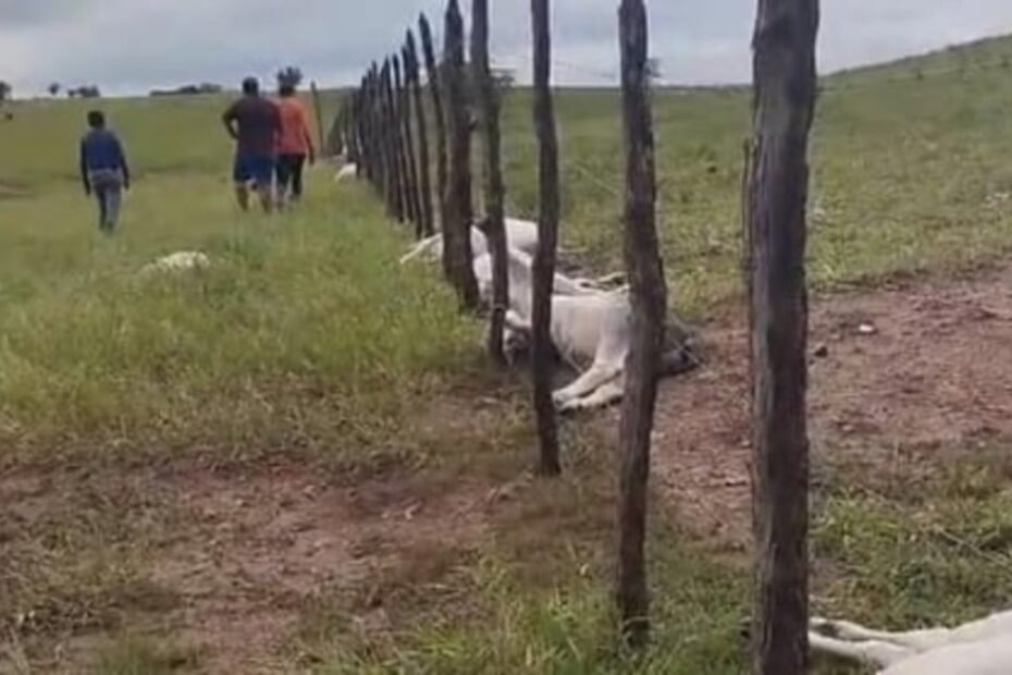 raio mata vacas e bezerros em zona rural da Paraíba