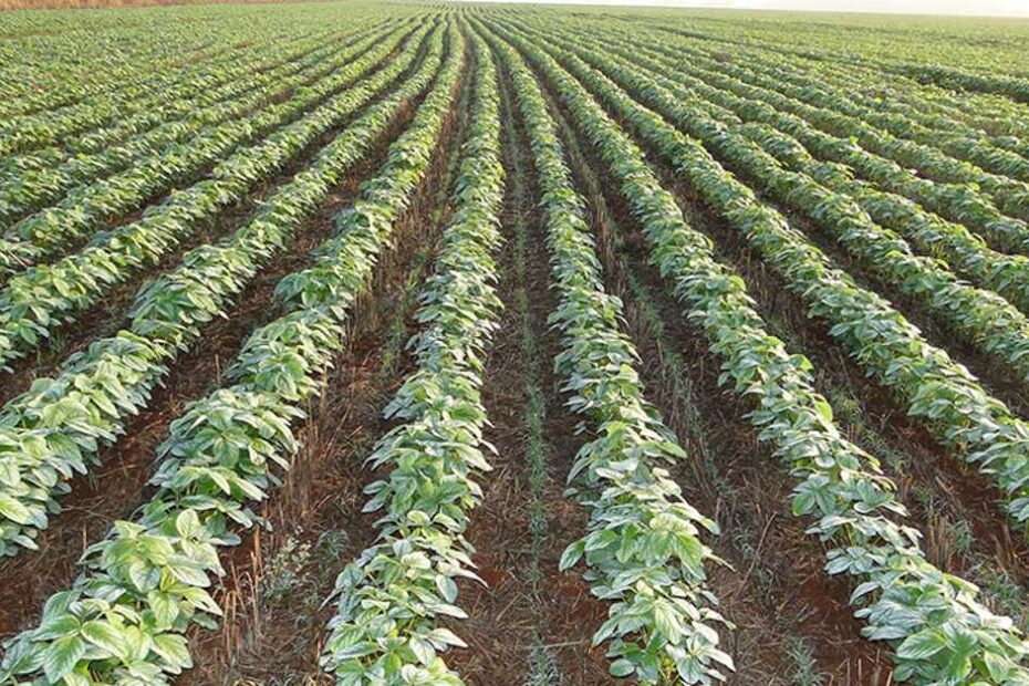 pesquisadores da Embrapa validam técnica que viabiliza semear pastagens na lavoura de soja • Portal DBO