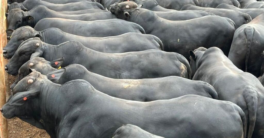 GMD de 2,2 quilos e apenas 60 dias de cocho! Novilhos têm engorda impressionante em MS