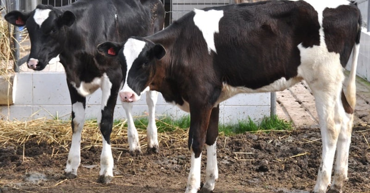 RS publica decreto com medida tributária para fortalecer setor leiteiro