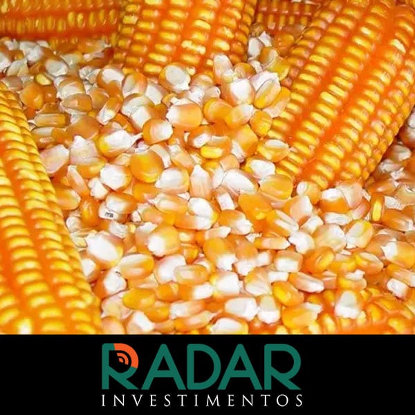 Radar Investimentos: A comercialização de milho no mercado interno evolui pontualmente
