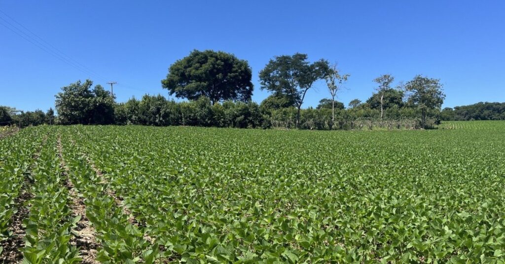 BASF e Fundação Solidaridad se unem para ajudar agricultores brasileiros a promoverem a biodiversidade