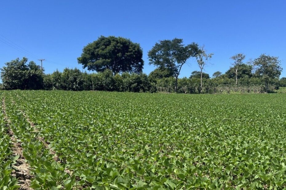 BASF e Fundação Solidaridad se unem para ajudar agricultores brasileiros a promoverem a biodiversidade