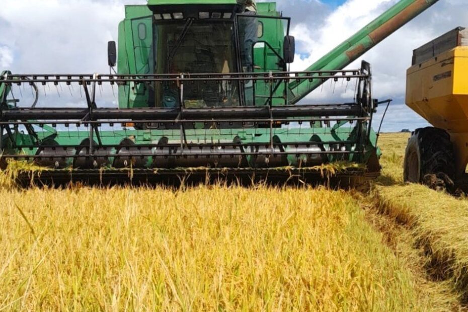 Chuvas e enchentes devem afetar produtividade do arroz gaúcho