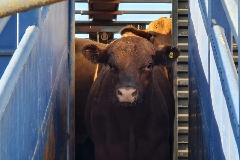 Projeto quer aumentar imposto sobre exportação de gado vivo