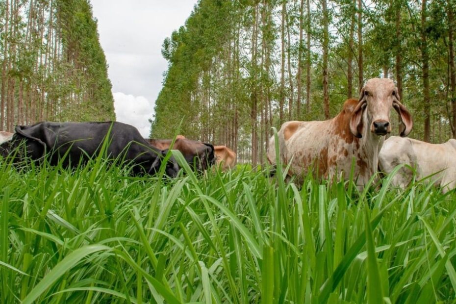 Gir leiteiro: qual a quantidade de vacas para iniciar uma produção numa área de 15 hectares?