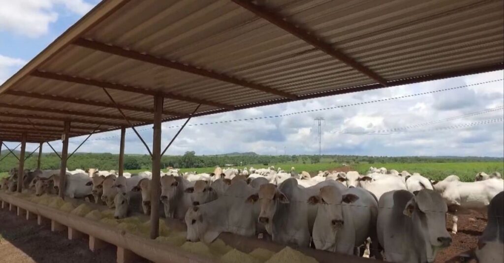 Proteinado no cocho: descubra sua função e dicas na hora de servir para o gado