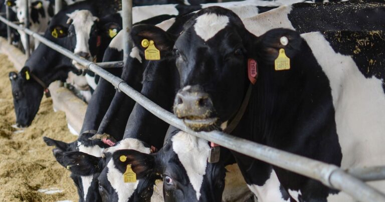 Pasto digital, vaca feliz, carne 'verde': startups da pecuária querem mitigar aquecimento global - Estadão
