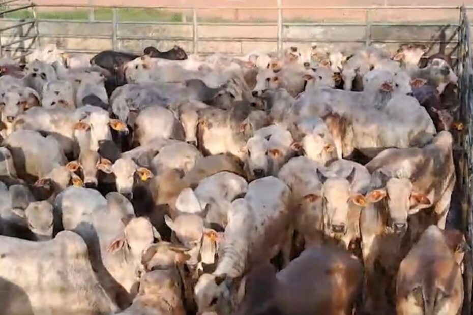 Superlote de bovinos: mais de 230 cabeças! Pecuarista esbanja qualidade no Pará