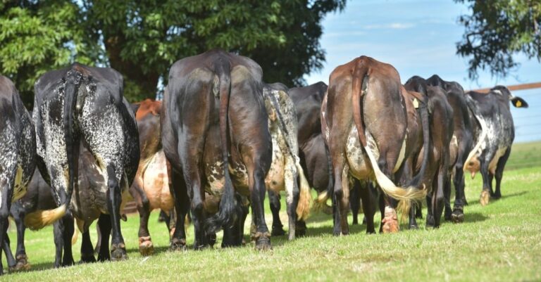 Girolando: conheça as dicas de ouro para suplementar as vacas em lactação