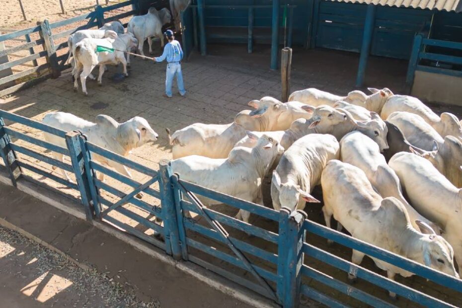 touros participantes do TDEA já estão na Fazenda Escola da Fazu, em Uberaba • Portal DBO