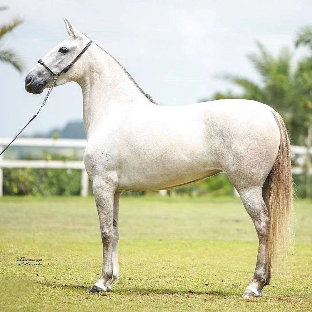 Agrotexas: o legado da égua campeã do Mangalarga
