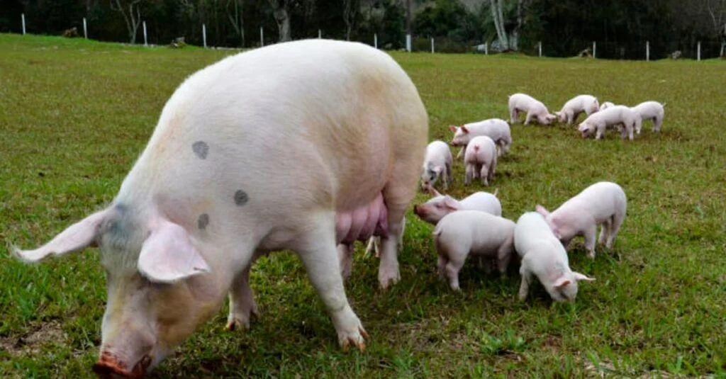 Água: aliada do aumento de consumo de ração em suínas. 4 A boa ingestão de água é fundamental para aumentar o consumo de ração das fêmeas suínas na maternidade