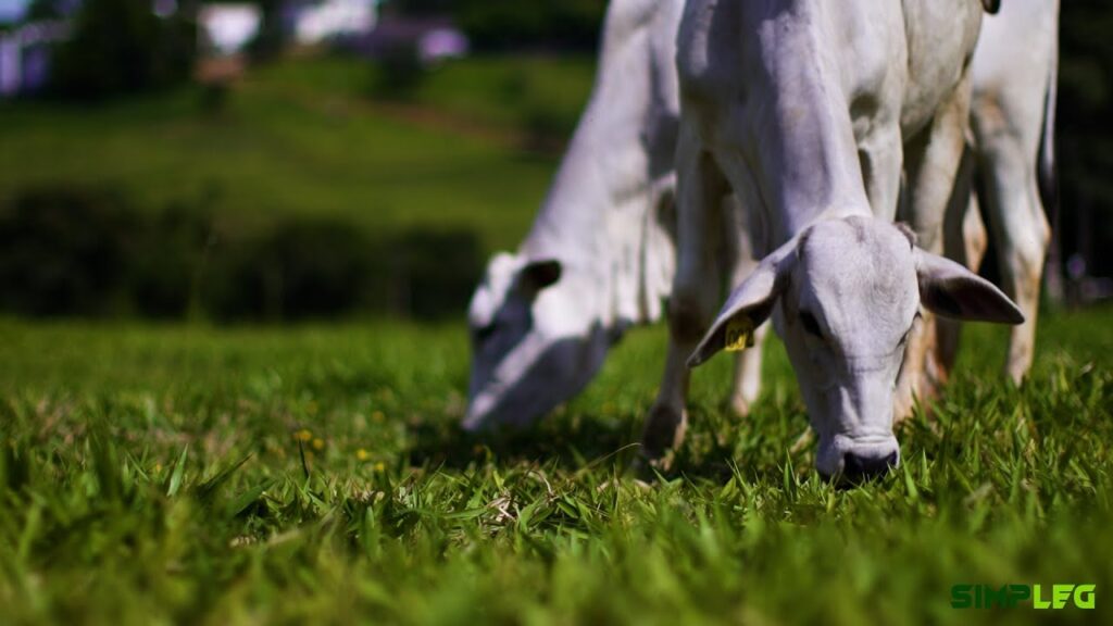amendoim forrageiro em pastagens evento reune especialistas no tema