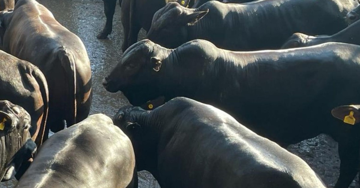 Angus: boiada confinada atinge 20@ em MS!