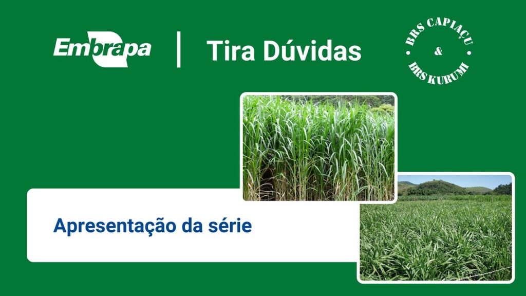 apresentacao serie embrapa tira duvidas brs capiacu e brs kurumi