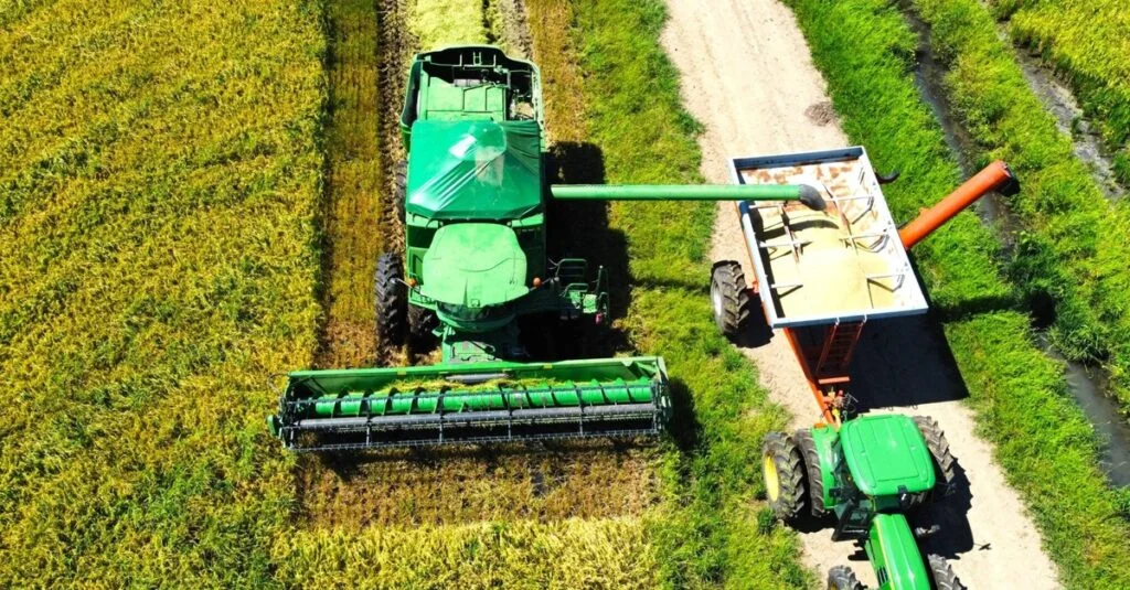 Arroz: 78% da área cultivada já foi colhida no RS