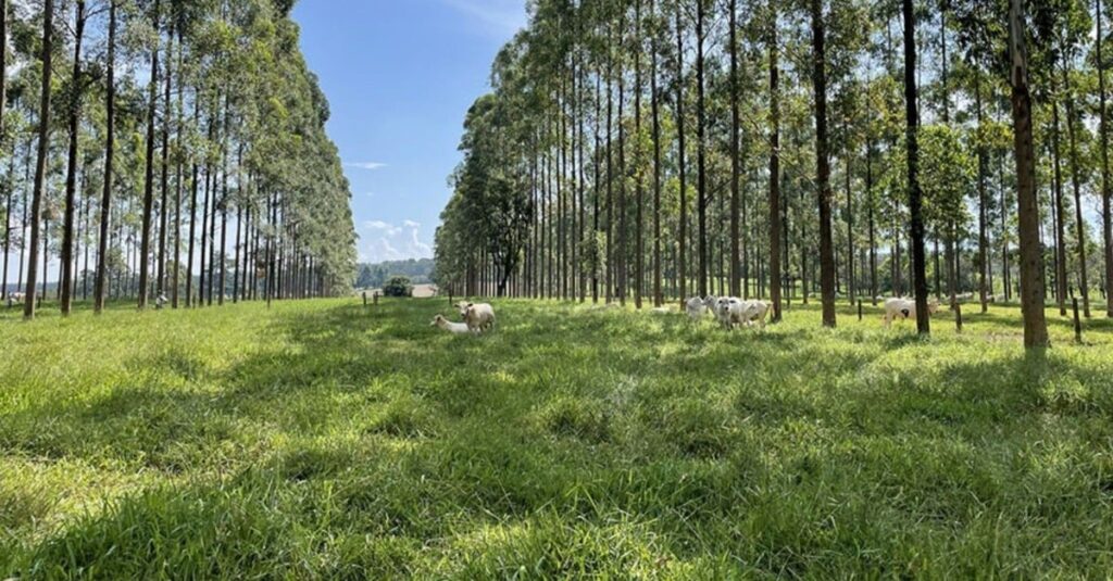 Árvores no pasto: estudo comprova benefícios para o gado e o meio ambiente