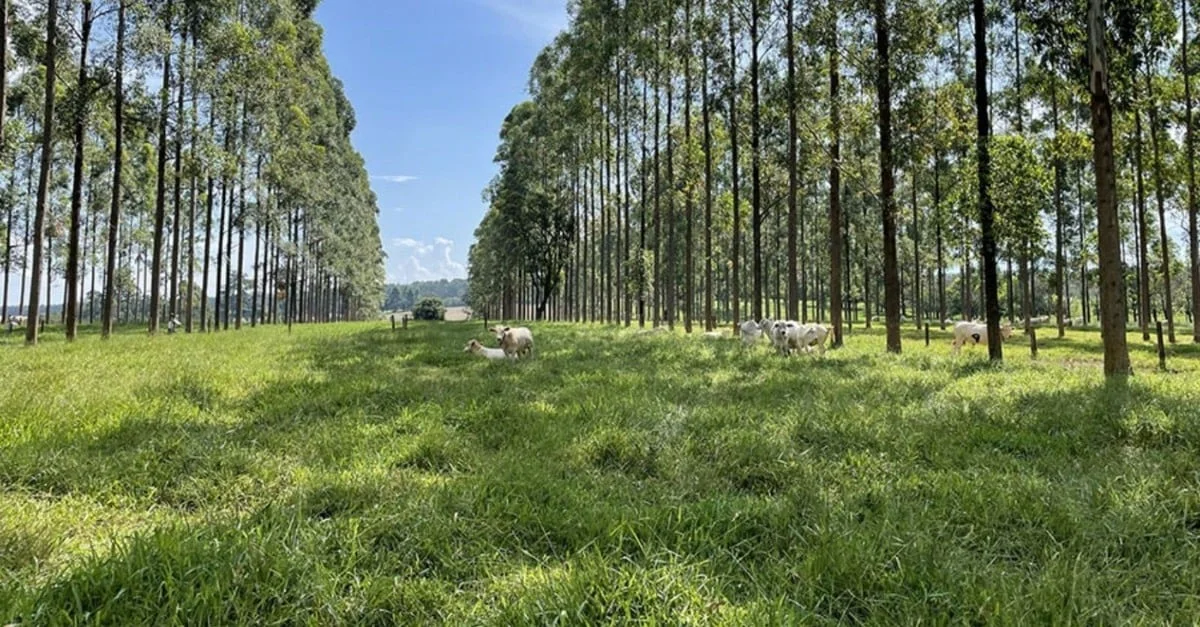 Árvores no pasto: benefícios surpreendentes! 28 Árvores no pasto: estudo comprova benefícios para o gado e o meio ambiente