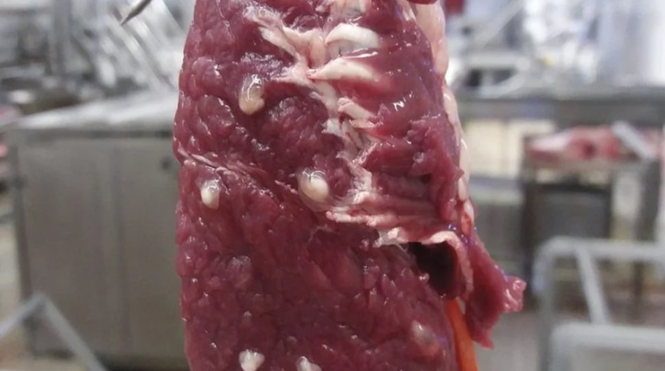 Aumento dos casos de cisticercose no Brasil