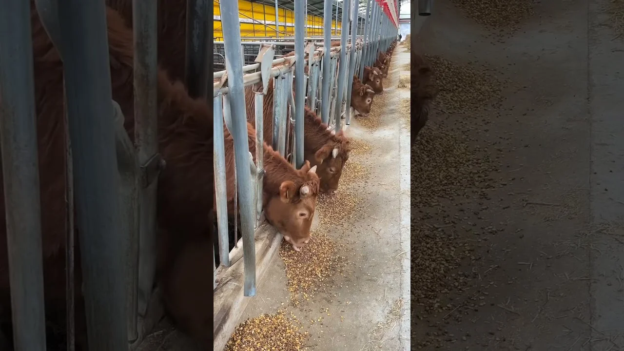 Automatização na produção leiteira: incrível! 🐄🤖 #agro 11 automatizacao na producao leiteira incrivel f09f9084f09fa496 agro