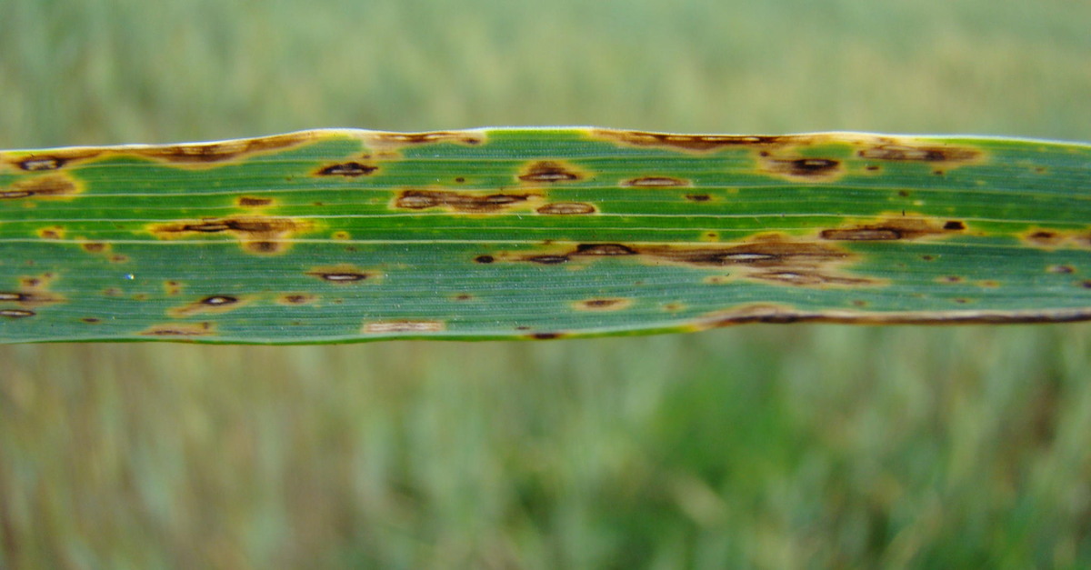 Mancha marrom: pesquisa identifica bactérias capazes de controlar fungo