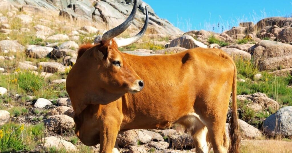 Barrosã: o boi mais bonito do planeta e de carne premium