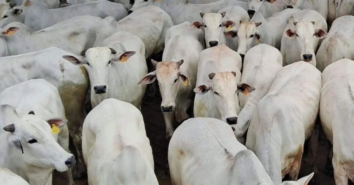 Boi castrado com excelente acabamento em MS! 👌🐄 2 Boi castrado de até quatro dentes surpreendente com excelente acabamento e 22@ em MS