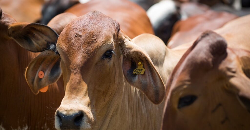 Boi: Exportações intensas sinalizam possível recorde mensal