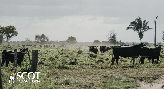 boi gordo segunda feira movimentada em sp 1