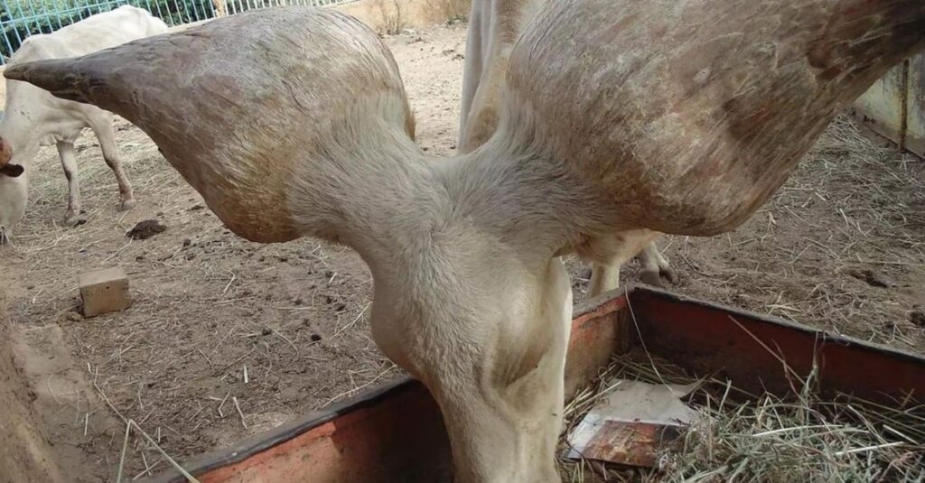 Kuri: você conhece o boi nadador do deserto do Saara?