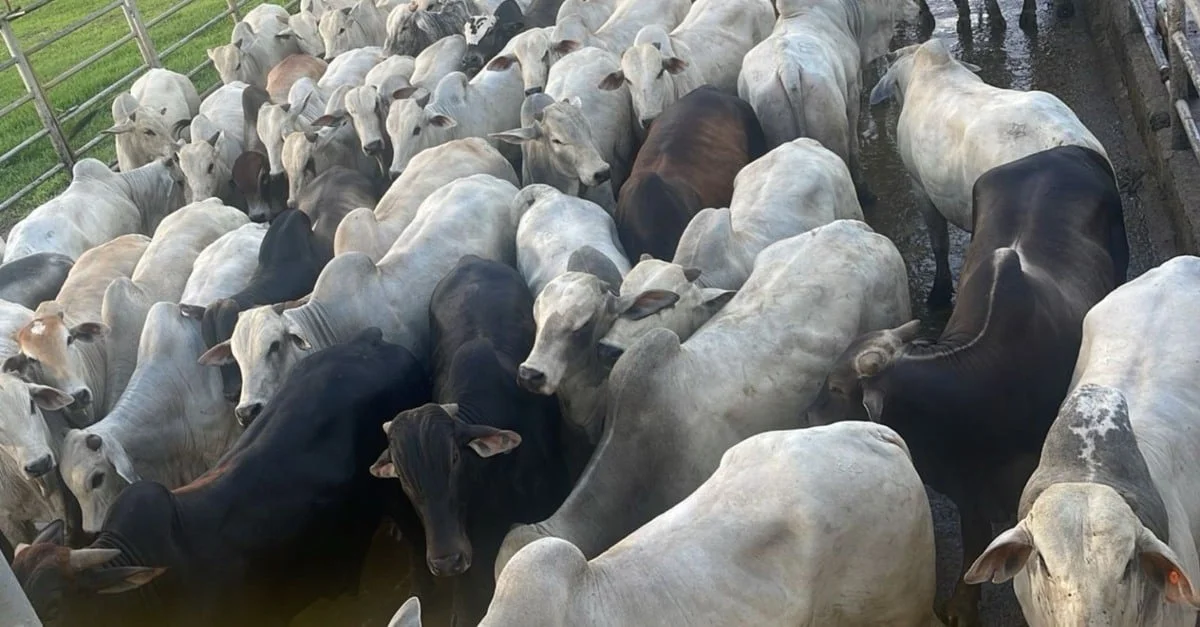 Boiada de 21@ no Tocantins... o segredo dos dois dentes! 🤔🐮 23 Boiada de até dois dentes terminada a pasto chega a 21@ no Tocantins