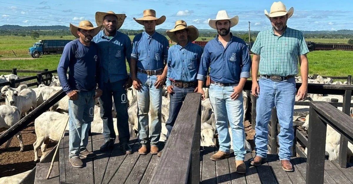 Boiada surpreende com sucesso em pasto e mineral 6 Boiada impressiona com 21@ terminada só com pasto e mineral