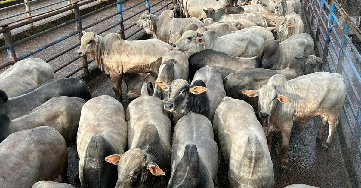Boiadão confinado: qualidade e peso em Minas 1 Boiadão confinado “tipo exportação” lota curral com muito peso e qualidade em Minas