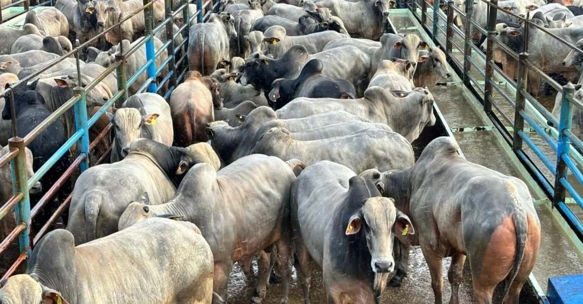 Boiadão top tem preço recorde em Goiás! 9 Boiadão top terminado no cocho chega a quase 24@ em Goiás