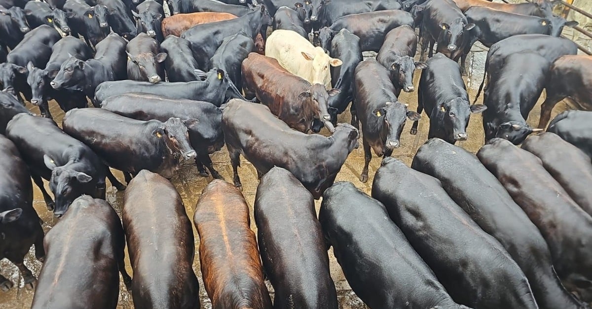 Bônus de R$ 420 por animal! Novilhas cruzadas impressionam com carne premium em MS.