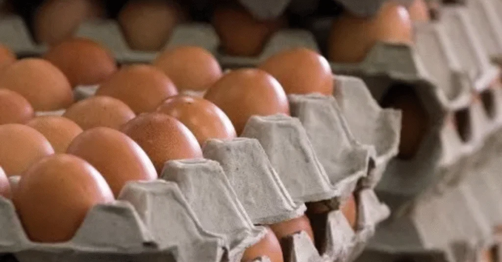 Brasil abre mercado para ovos e frango no exterior. 20 Brasil passa a exportar ovos para a Rússia e China habilita novas plantas frigoríficas para a carne de frango |