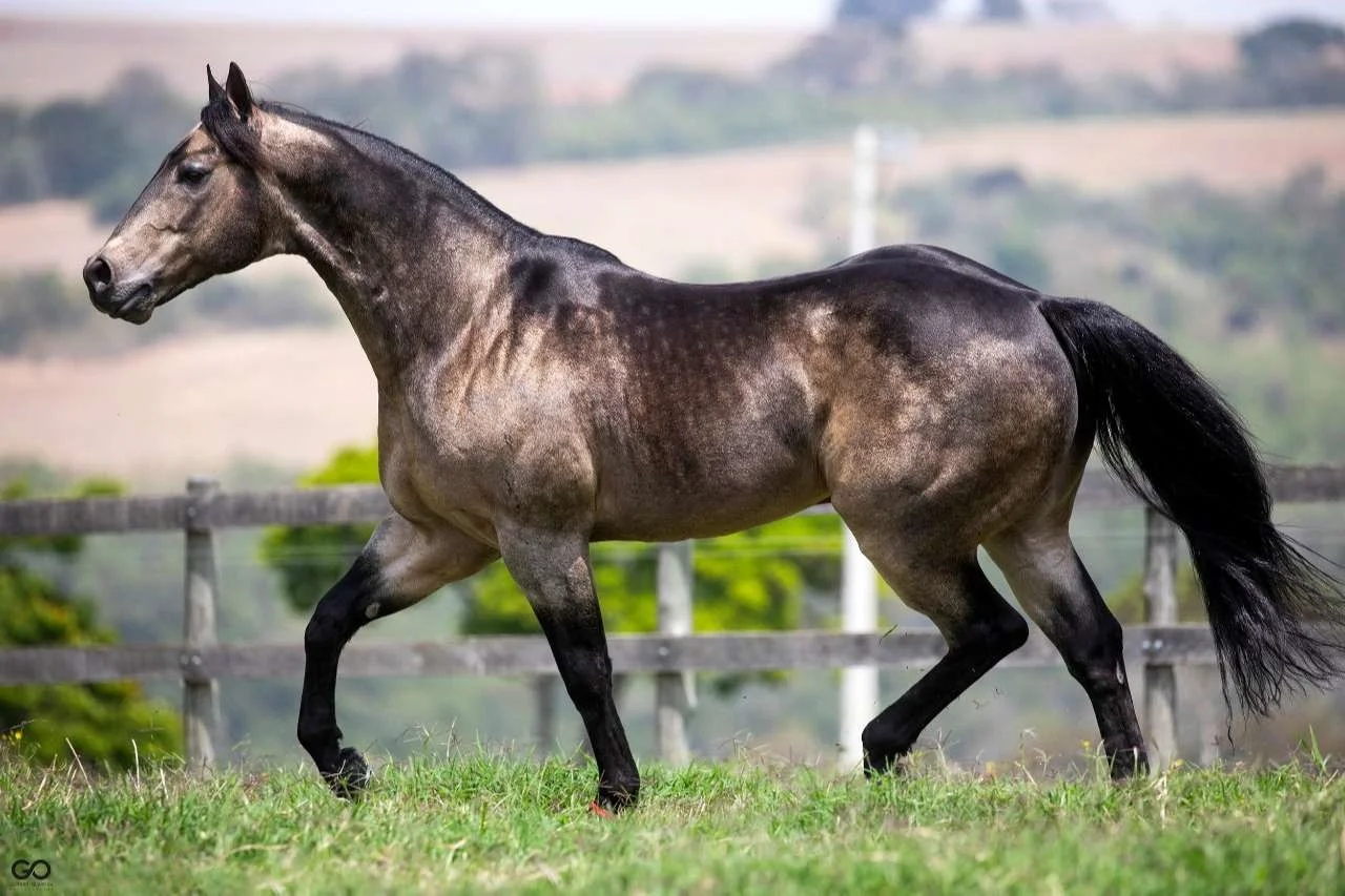 Smart Nu Shiner excelência, grandiosidade e docilidade!